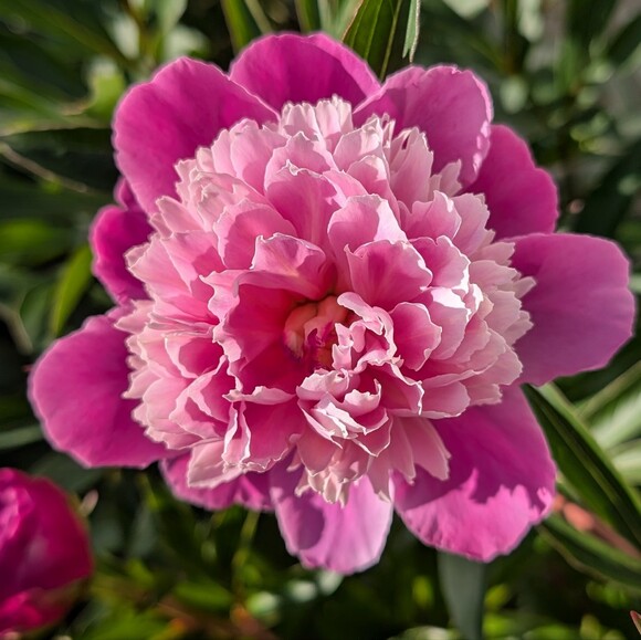 cherylfowers